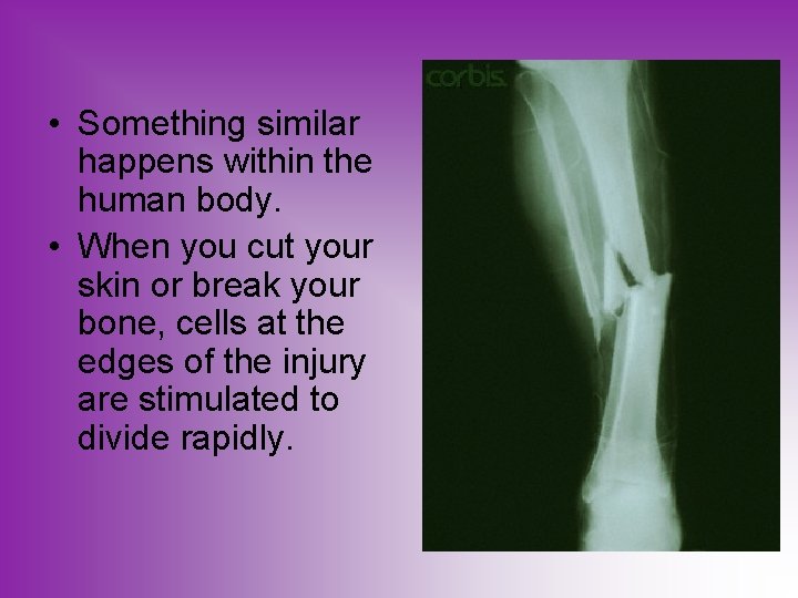  • Something similar happens within the human body. • When you cut your