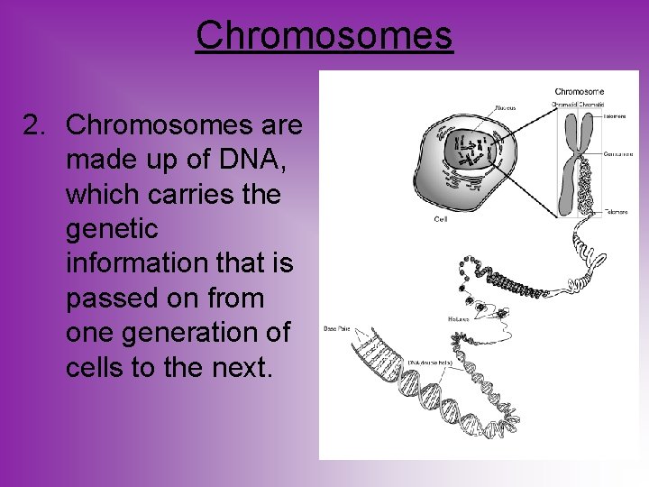 Chromosomes 2. Chromosomes are made up of DNA, which carries the genetic information that