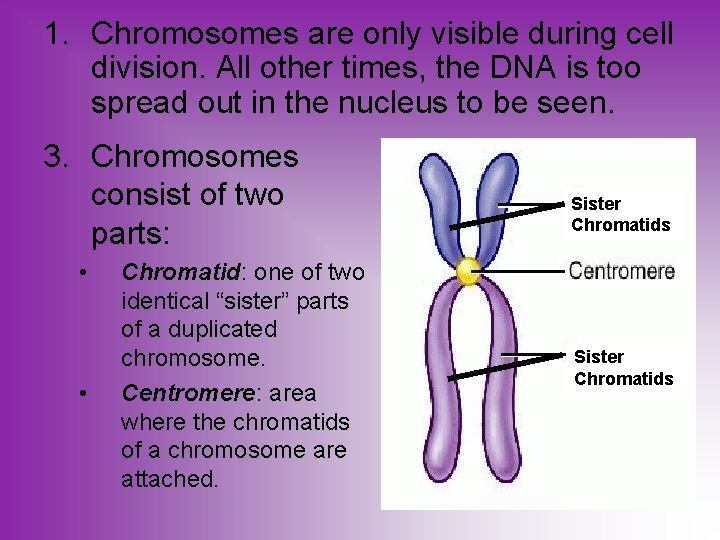 1. Chromosomes are only visible during cell division. All other times, the DNA is