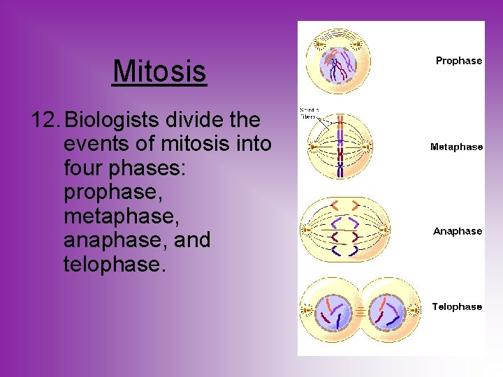 Mitosis 12. Biologists divide the events of mitosis into four phases: prophase, metaphase, and
