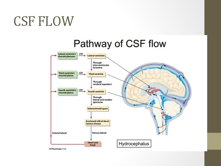 CSF FLOW 