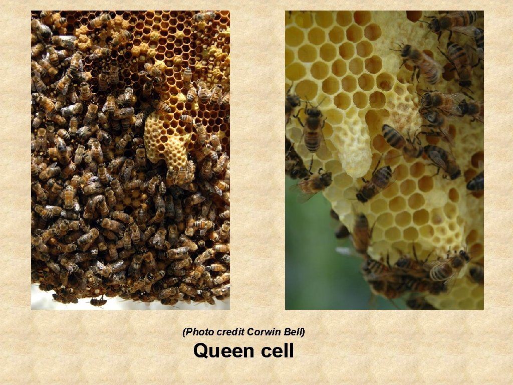 (Photo credit Corwin Bell) Queen cell 