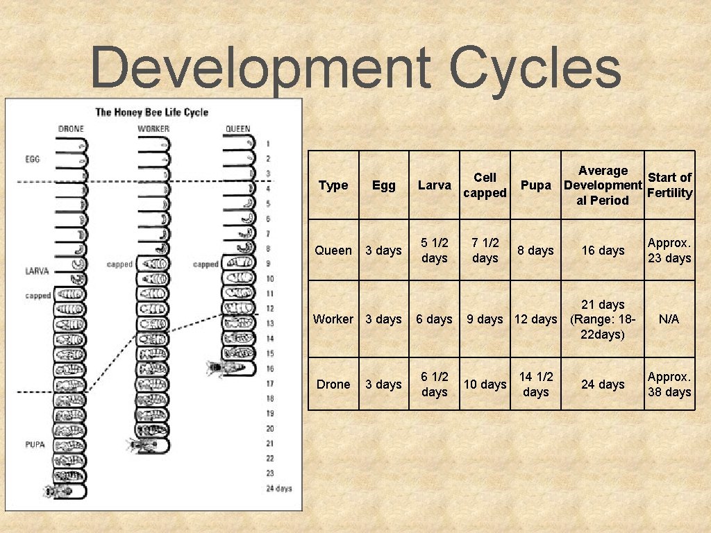 Development Cycles Type Egg Queen 3 days Worker 3 days Drone 3 days Cell