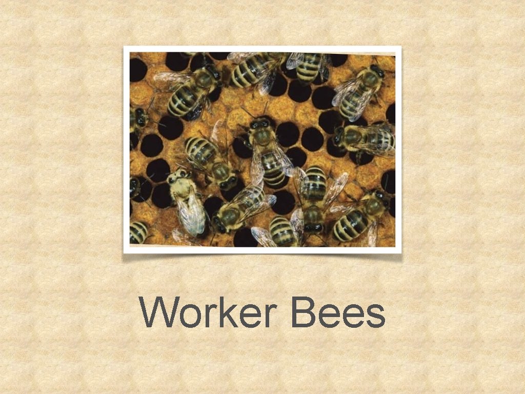 Worker Bees 