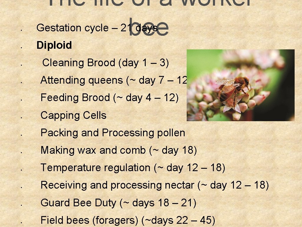 § § § The life of a worker Gestation cycle – 21 bee days
