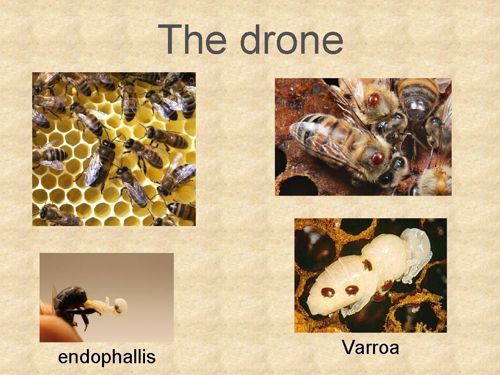 The drone endophallis Varroa 