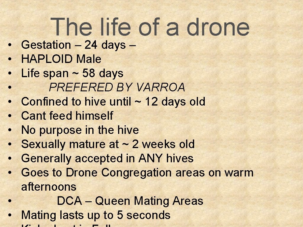  • • • The life of a drone Gestation – 24 days –