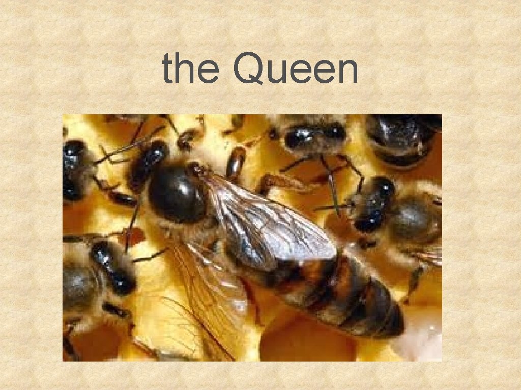 the Queen 