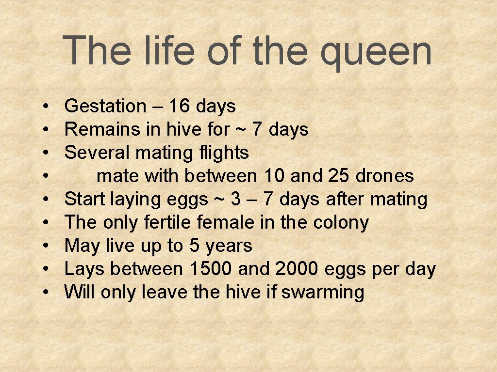 The life of the queen • • • Gestation – 16 days Remains in