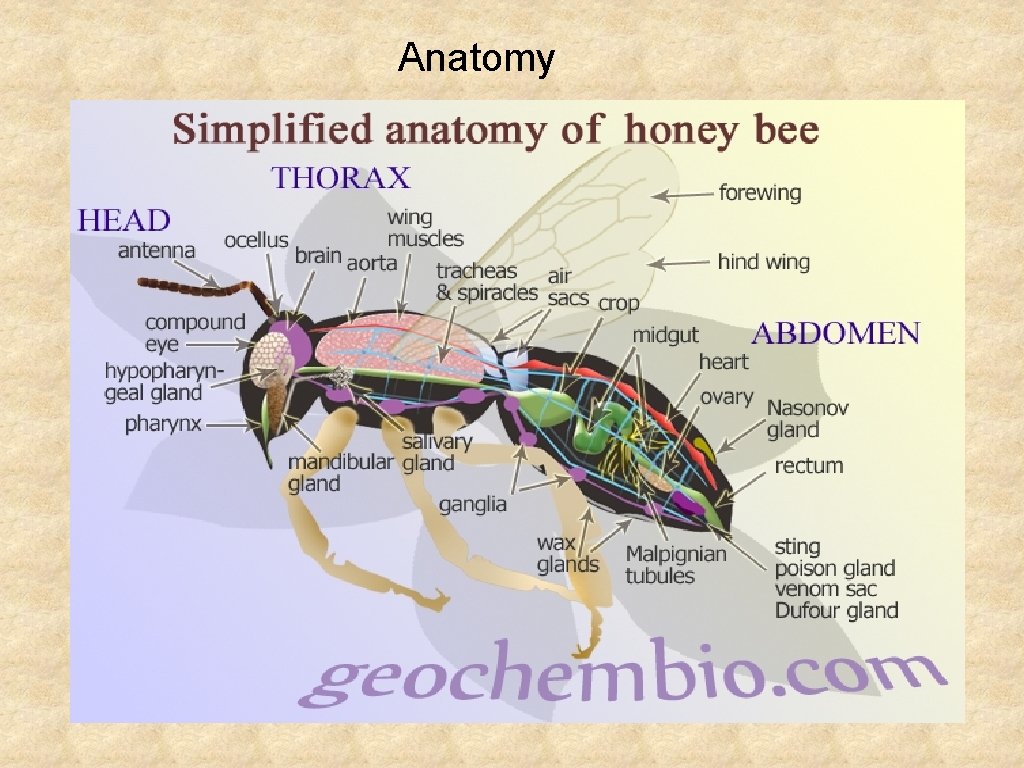 Anatomy 