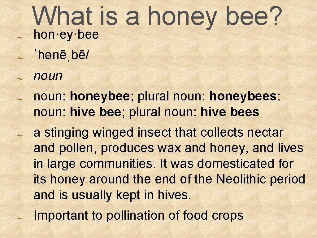 What is a honey bee? hon·ey·bee ˈhənēˌbē/ noun: honeybee; plural noun: honeybees; noun: hive
