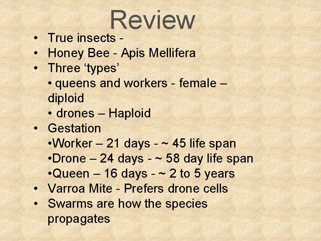 Review • True insects • Honey Bee - Apis Mellifera • Three ‘types’ •