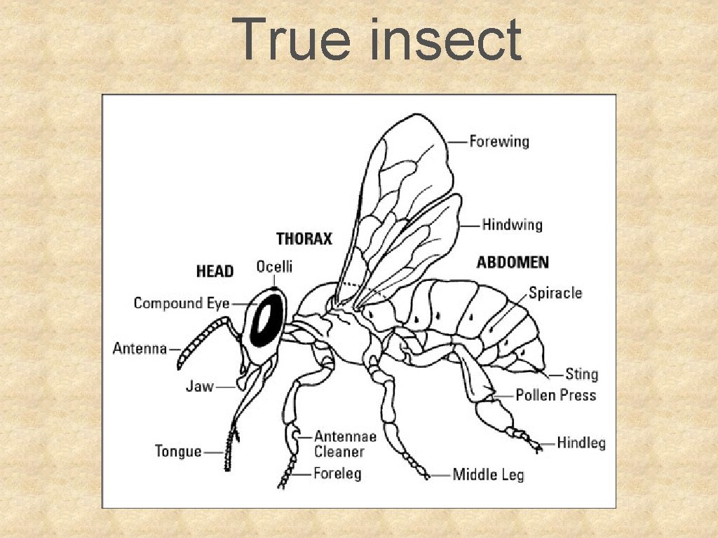 True insect 
