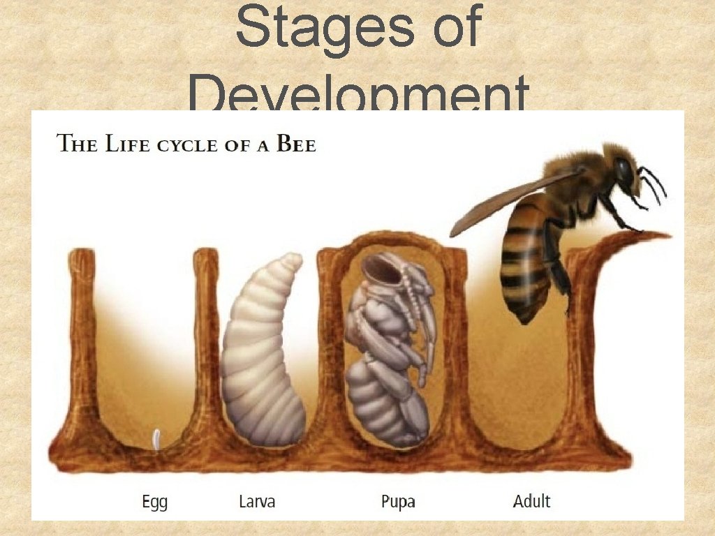 Stages of Development 
