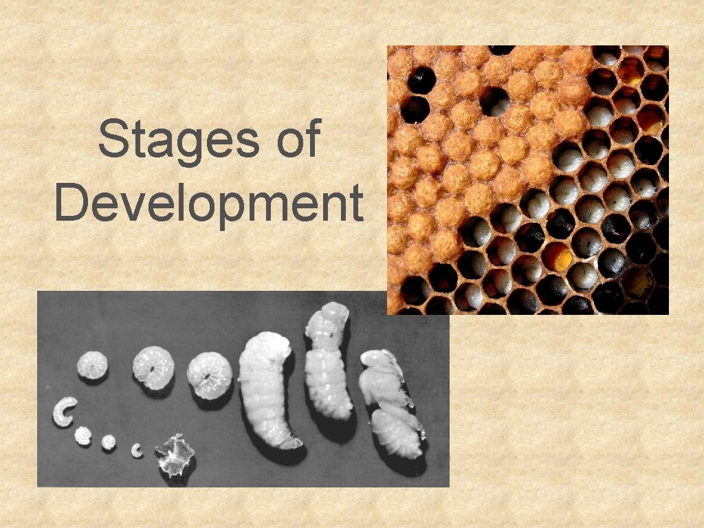 Stages of Development 