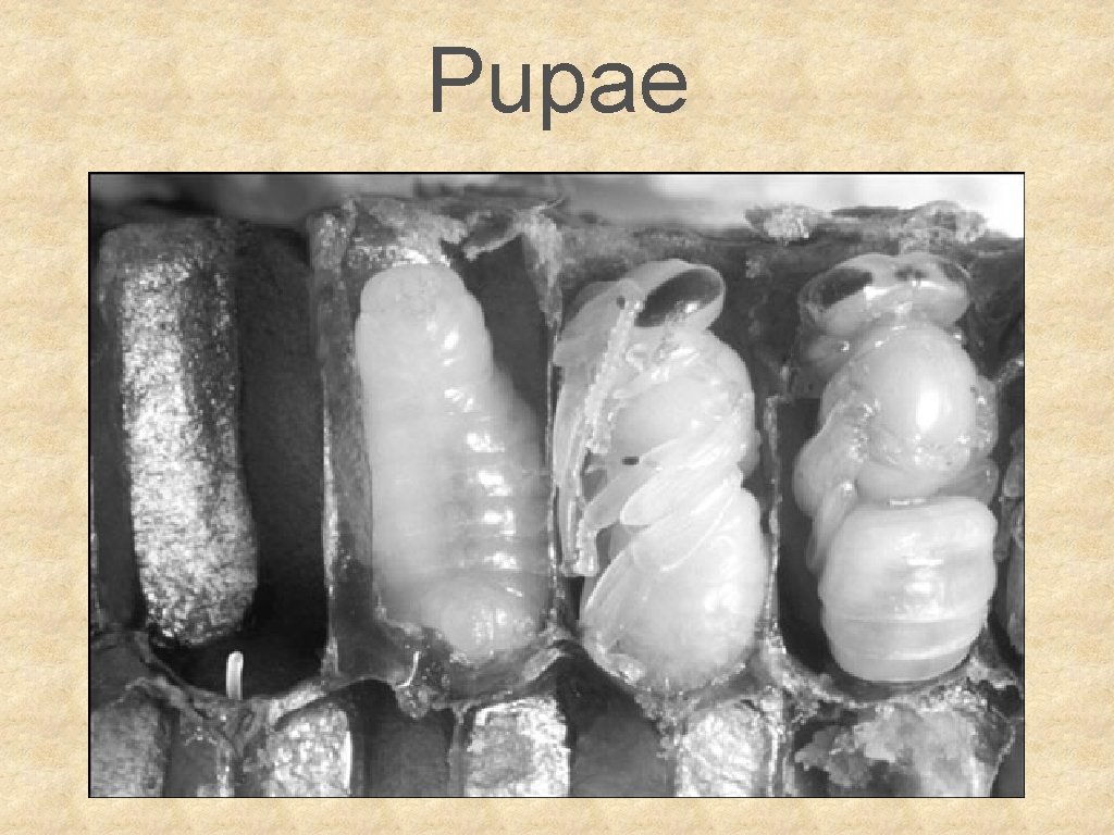 Pupae 
