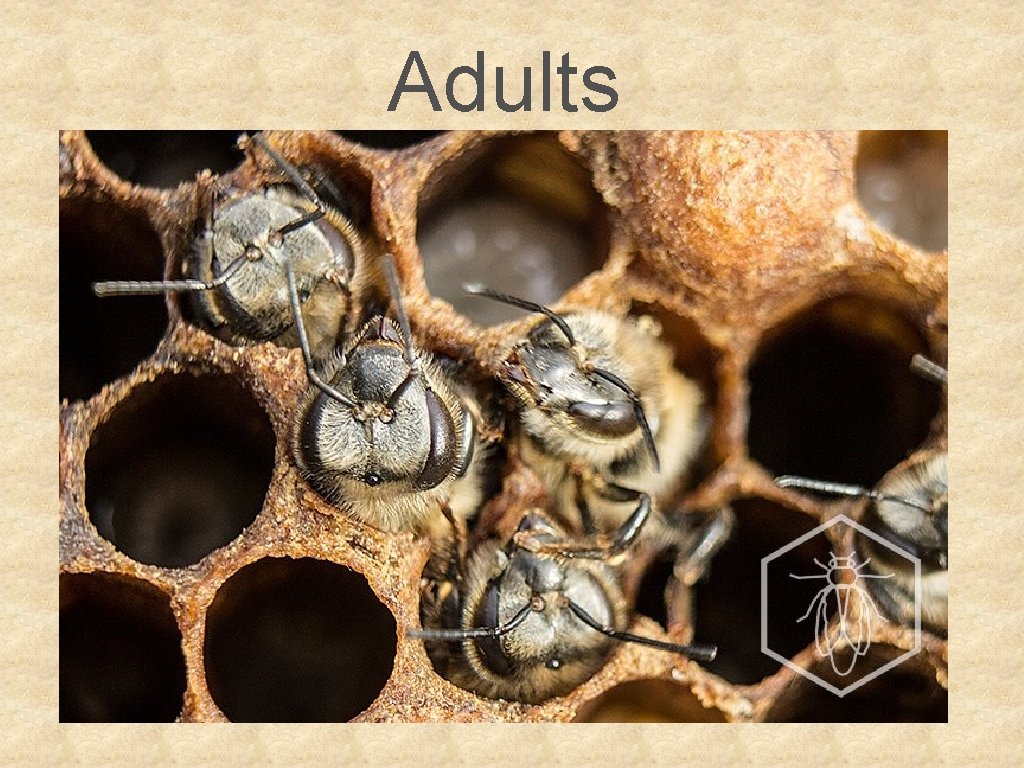 Adults 
