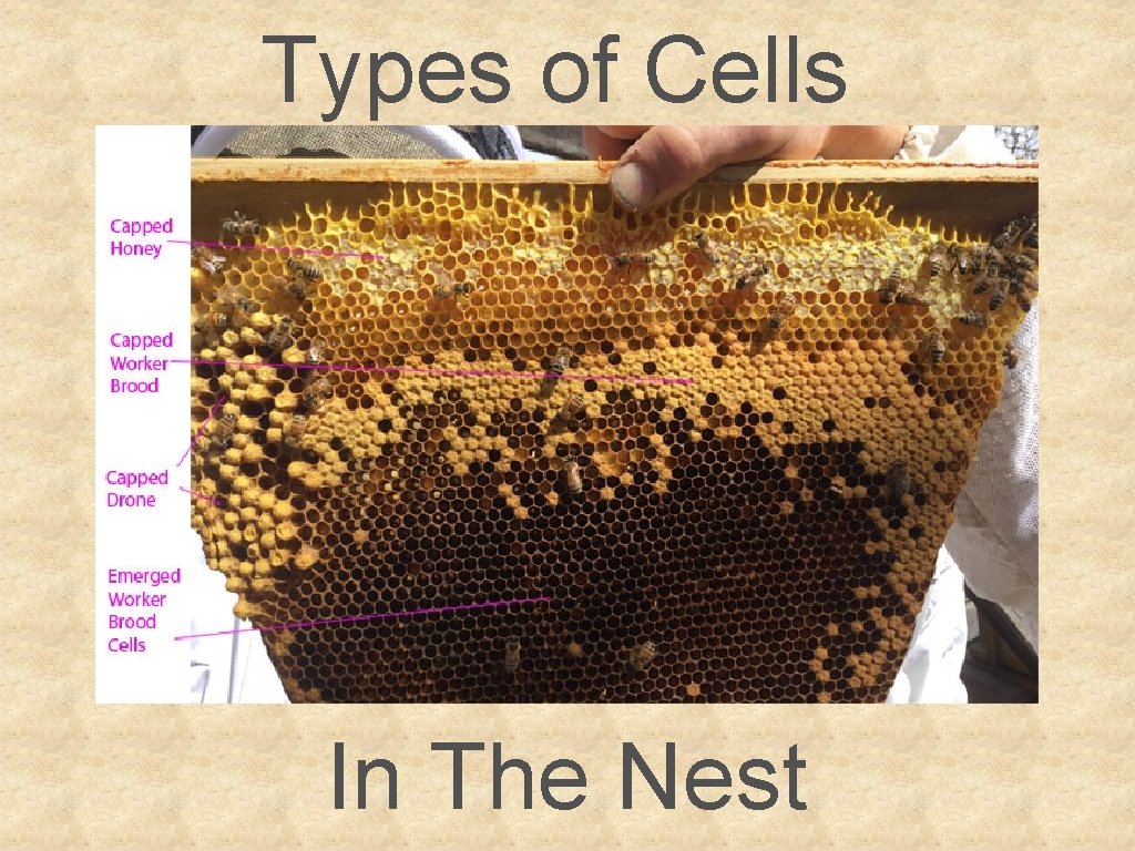 Types of Cells In The Nest 
