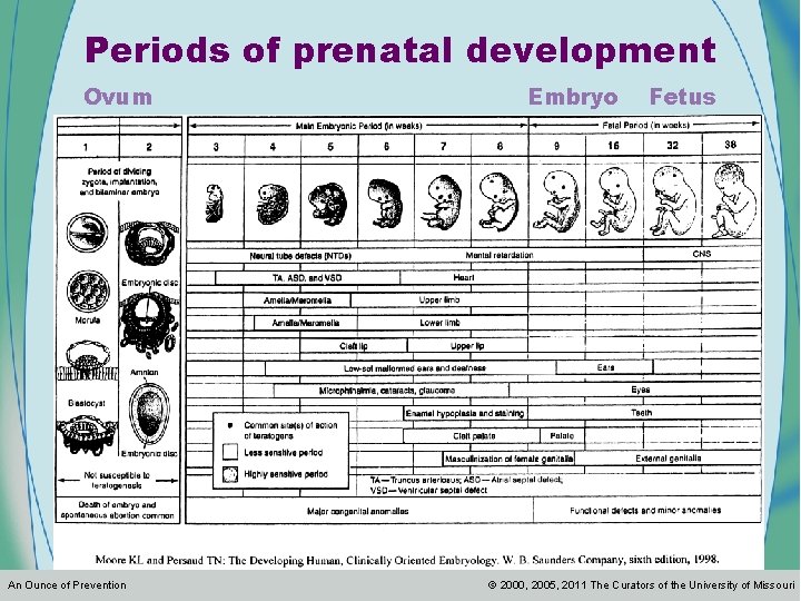 Periods of prenatal development Ovum An Ounce of Prevention Embryo Fetus 2000, 2005, 2011