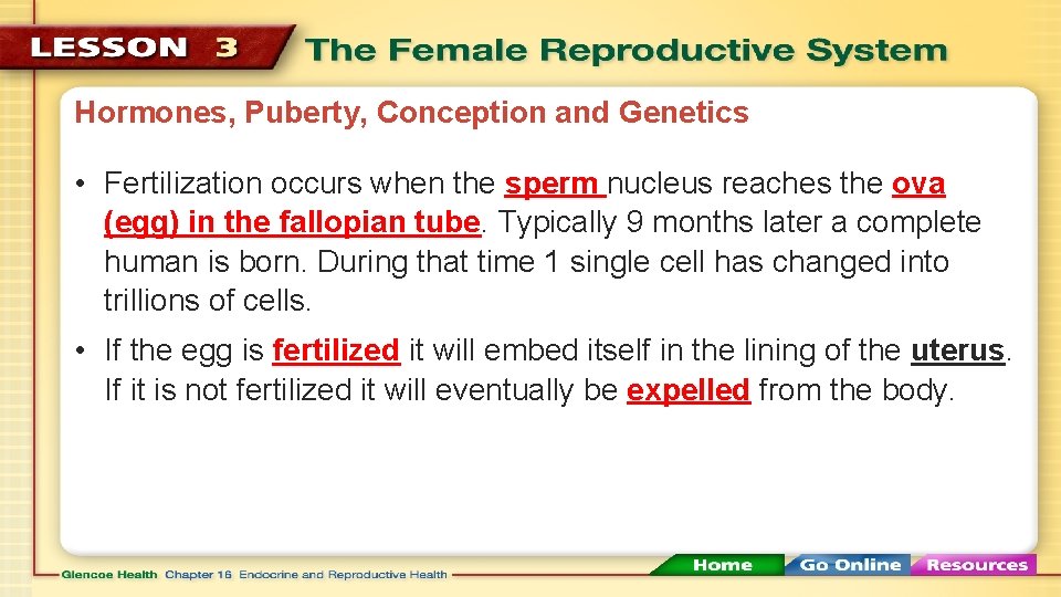 Hormones, Puberty, Conception and Genetics • Fertilization occurs when the sperm nucleus reaches the