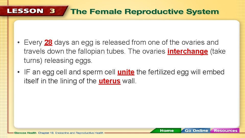  • Every 28 days an egg is released from one of the ovaries