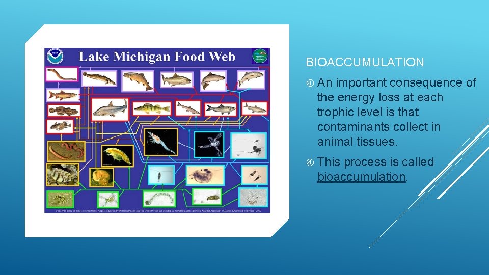 BIOACCUMULATION An important consequence of the energy loss at each trophic level is that