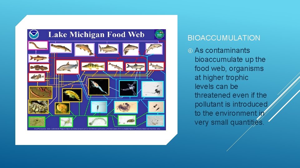 BIOACCUMULATION As contaminants bioaccumulate up the food web, organisms at higher trophic levels can