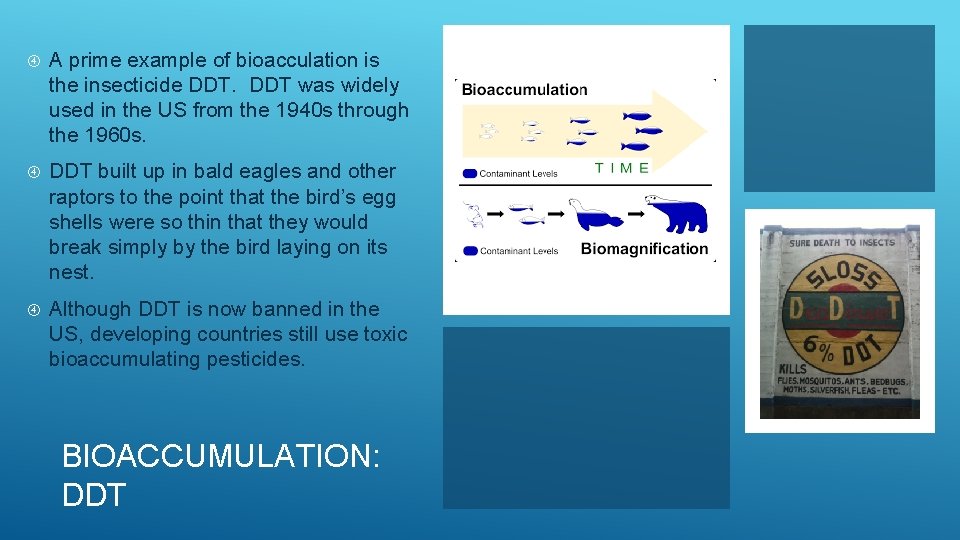  A prime example of bioacculation is the insecticide DDT was widely used in