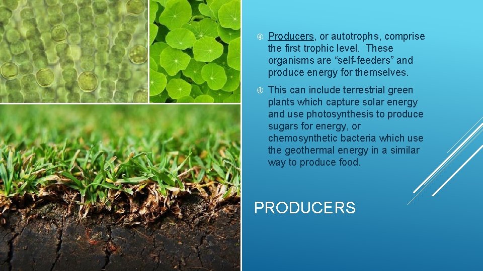  Producers, or autotrophs, comprise the first trophic level. These organisms are “self-feeders” and