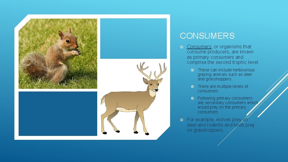 CONSUMERS Consumers, or organisms that consume producers, are known as primary consumers and comprise