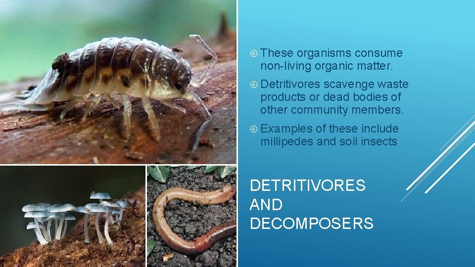  These organisms consume non-living organic matter. Detritivores scavenge waste products or dead bodies