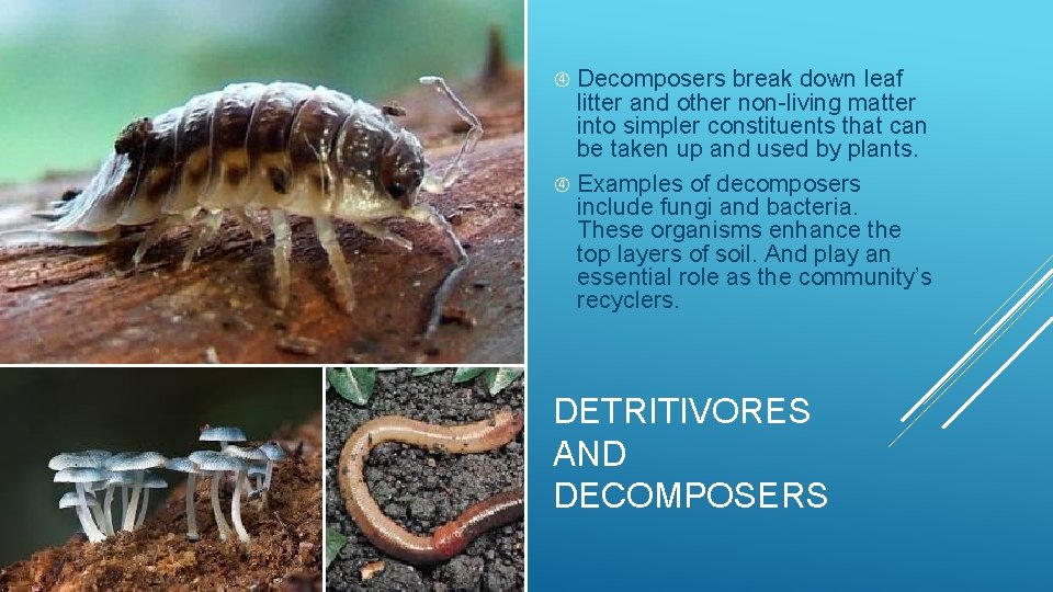 Decomposers break down leaf litter and other non-living matter into simpler constituents that can