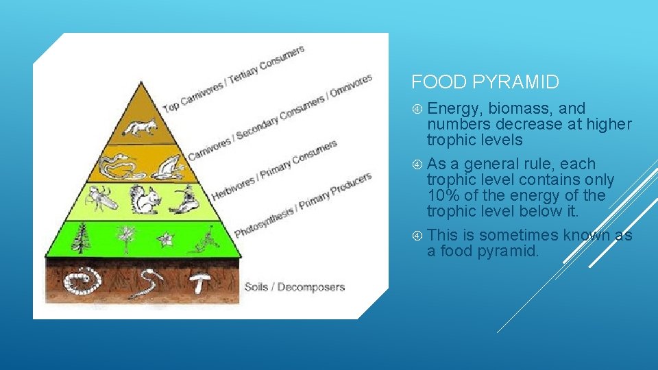 FOOD PYRAMID Energy, biomass, and numbers decrease at higher trophic levels As a general