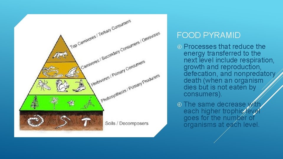 FOOD PYRAMID Processes that reduce the energy transferred to the next level include respiration,
