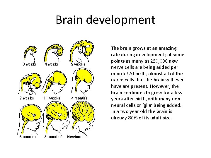 The brain How it works how it develops