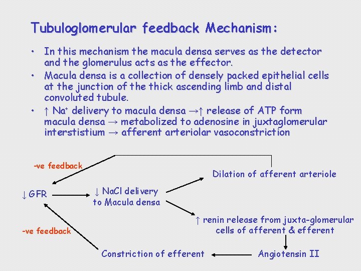Tubuloglomerular feedback Mechanism: • In this mechanism the macula densa serves as the detector