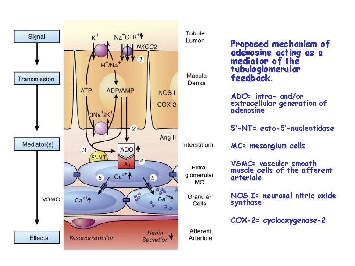 Proposed mechanism of adenosine acting as a mediator of the tubuloglomerular feedback. ADO= intra-