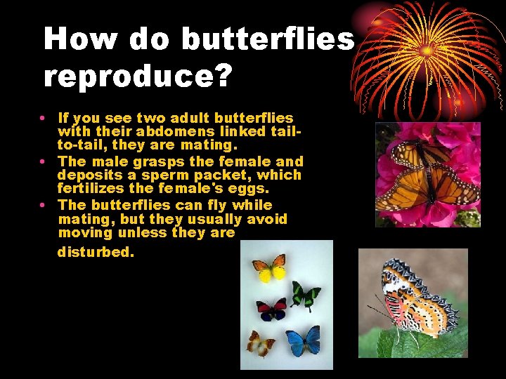 How do butterflies reproduce? • If you see two adult butterflies with their abdomens