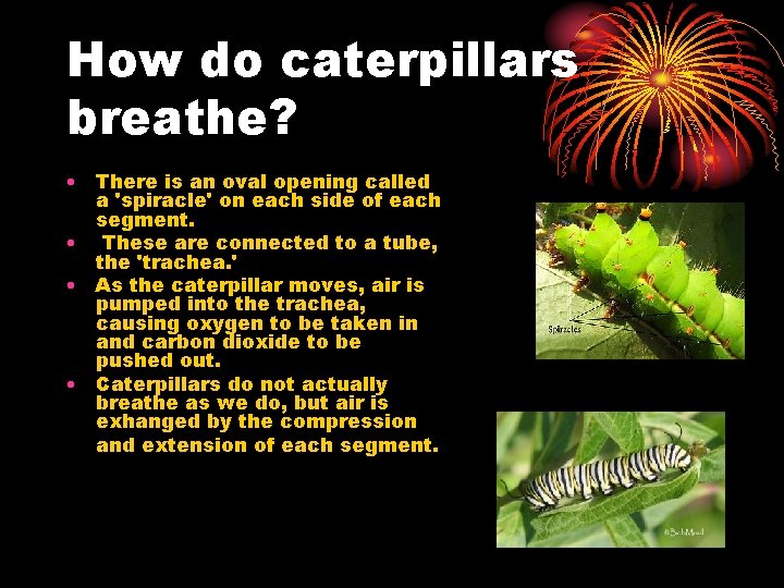 How do caterpillars breathe? • There is an oval opening called a 'spiracle' on