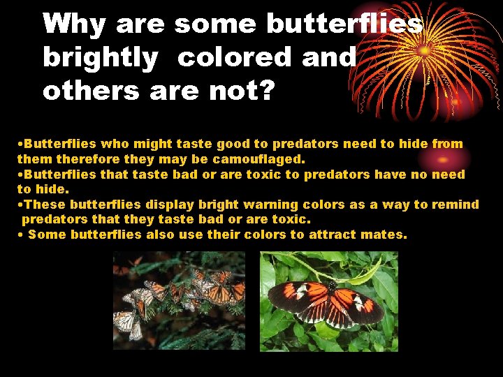 Why are some butterflies brightly colored and others are not? • Butterflies who might