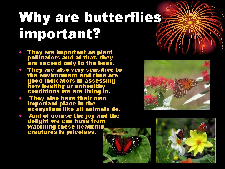 Why are butterflies important? • They are important as plant pollinators and at that,