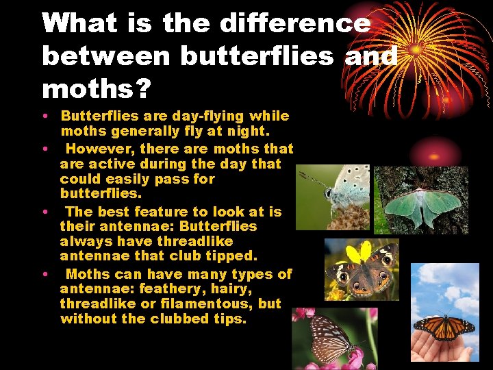 What is the difference between butterflies and moths? • Butterflies are day-flying while moths
