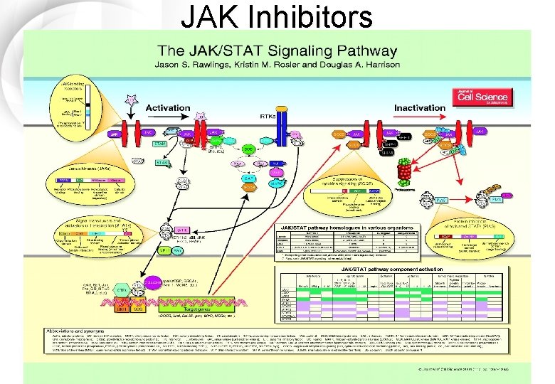 JAK Inhibitors 