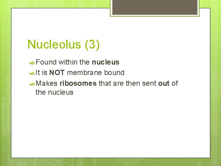 Nucleolus (3) Found within the nucleus It is NOT membrane bound Makes ribosomes that