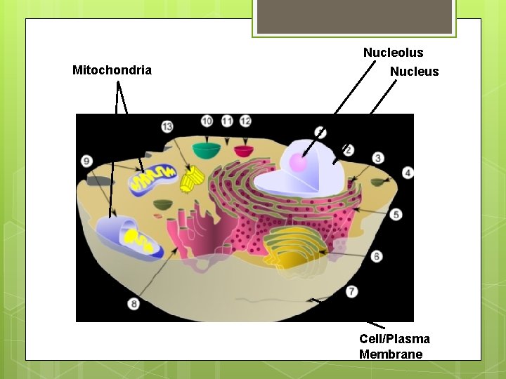 Mitochondria Nucleolus Nucleus Cell/Plasma Membrane 