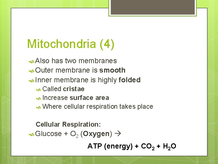 Mitochondria (4) Also has two membranes Outer membrane is smooth Inner membrane is highly