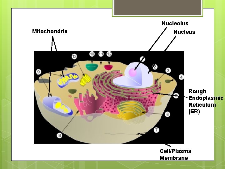 Mitochondria Nucleolus Nucleus Rough Endoplasmic Reticulum (ER) Cell/Plasma Membrane 