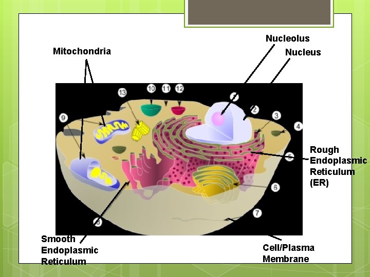 Mitochondria Nucleolus Nucleus Rough Endoplasmic Reticulum (ER) Smooth Endoplasmic Reticulum Cell/Plasma Membrane 