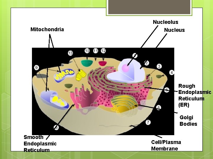 Mitochondria Nucleolus Nucleus Rough Endoplasmic Reticulum (ER) Golgi Bodies Smooth Endoplasmic Reticulum Cell/Plasma Membrane