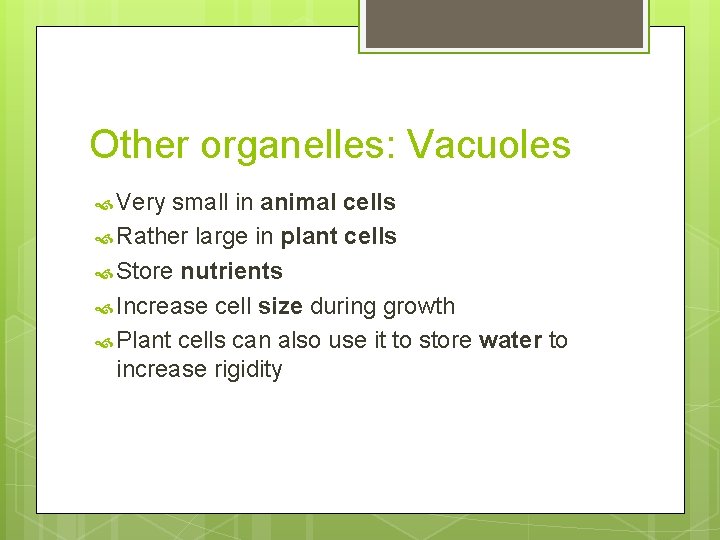 Other organelles: Vacuoles Very small in animal cells Rather large in plant cells Store